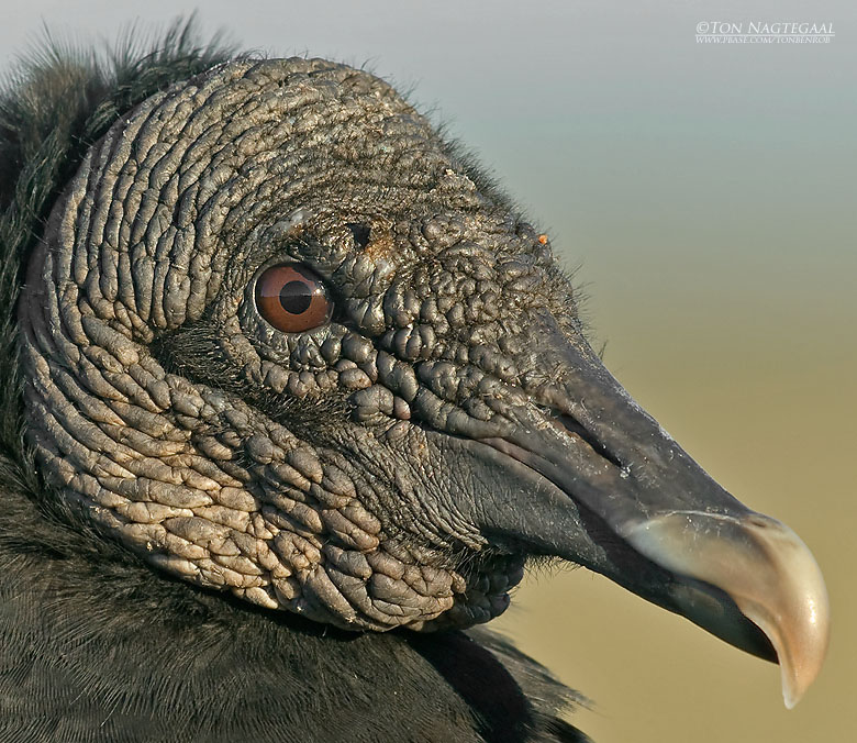 Zwarte Gier - Black Vulture - Coragyps atratus