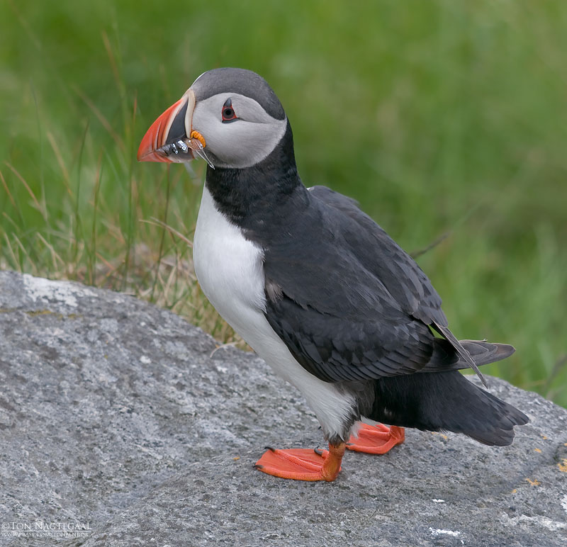 Papagaaiduiker - Puffin - Fratercula arctica
