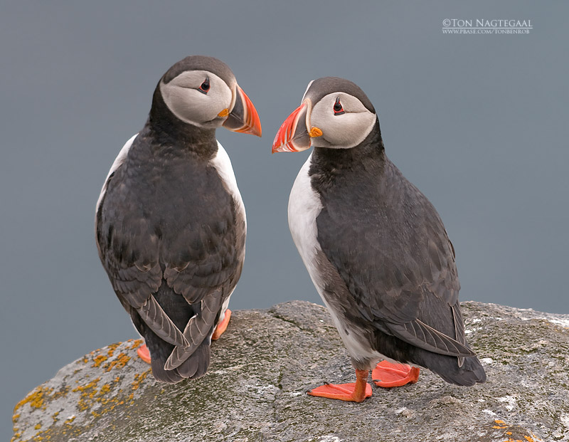 Papagaaiduiker - Puffin - Fratercula arctica