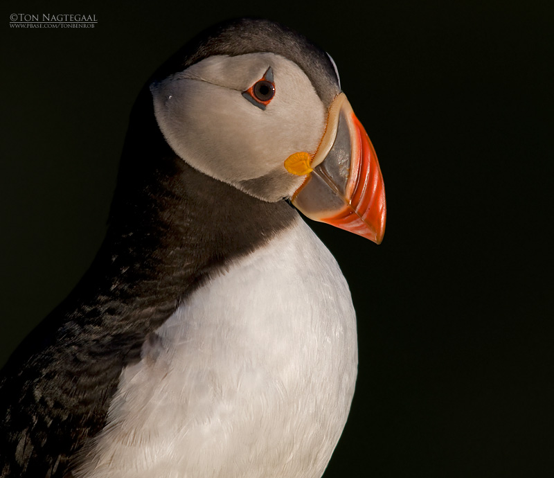 Papagaaiduiker - Puffin - Fratercula arctica