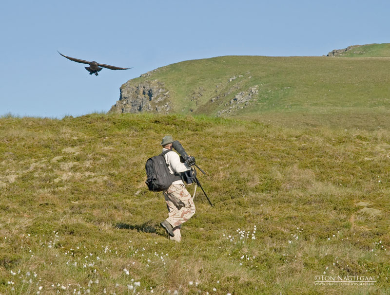 Grote Jager - Great Skua - Stercorarius skua