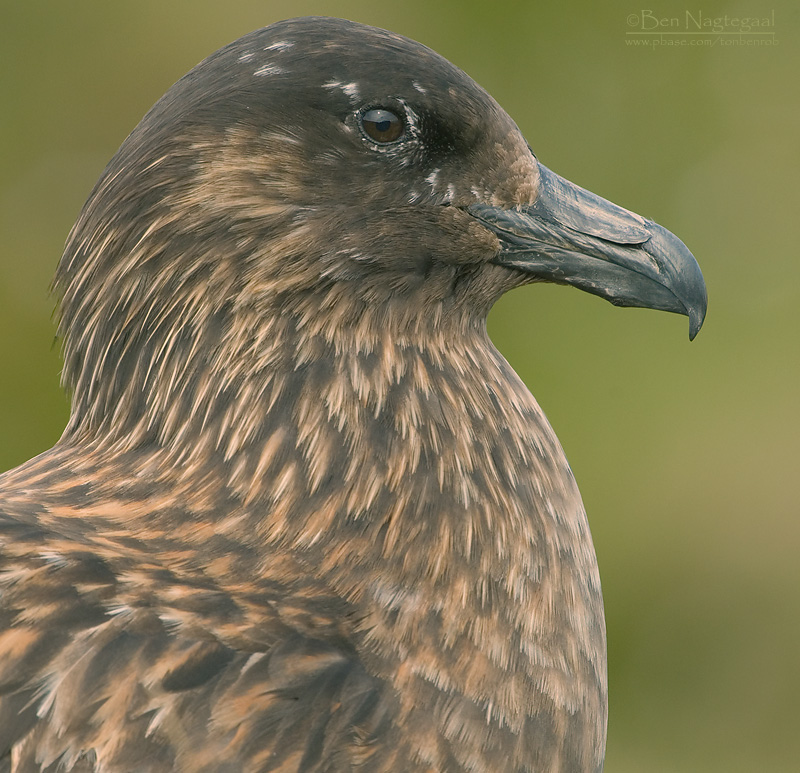 Grote Jager - Great Skua - Stercorarius skua