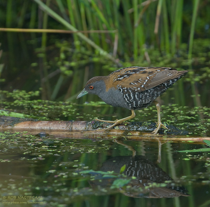 Kleinst Waterhoen - Baillons Crake - Porzana pusilla