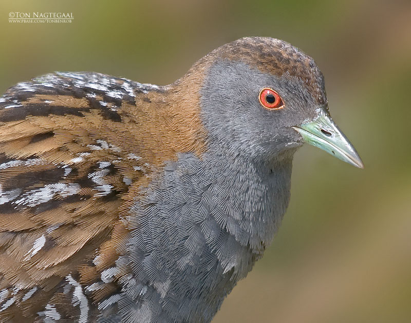 Kleinst Waterhoen - Baillons Crake - Porzana pusilla