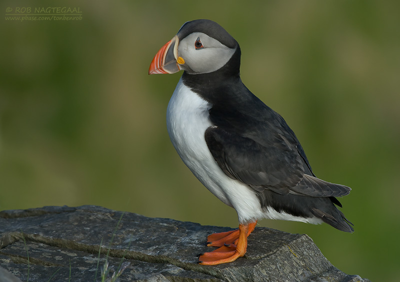Papagaaiduiker - Puffin - Fratercula arctica