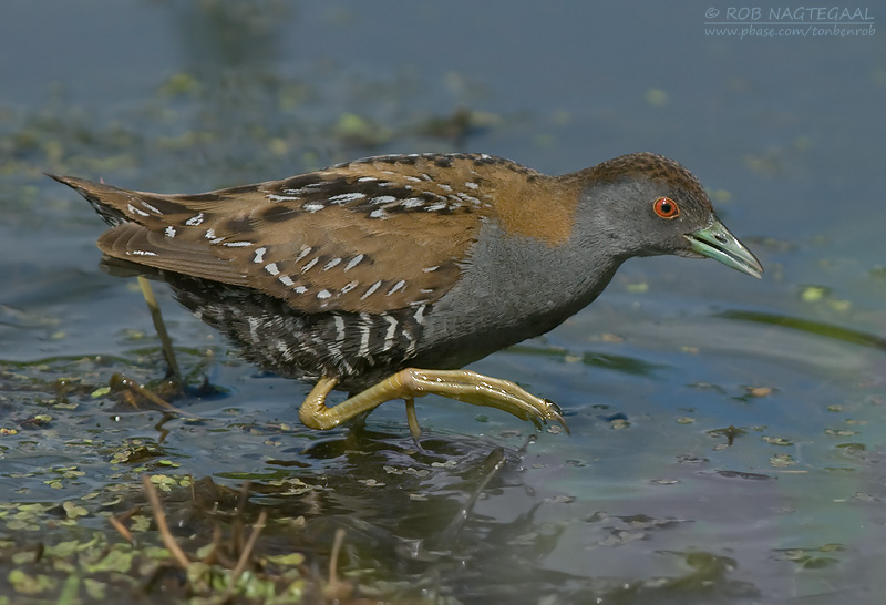 Kleinst Waterhoen - Baillons Crake - Porzana pusilla