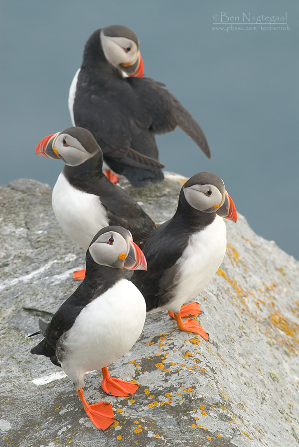 Papagaaiduiker - Puffin - Fratercula arctica