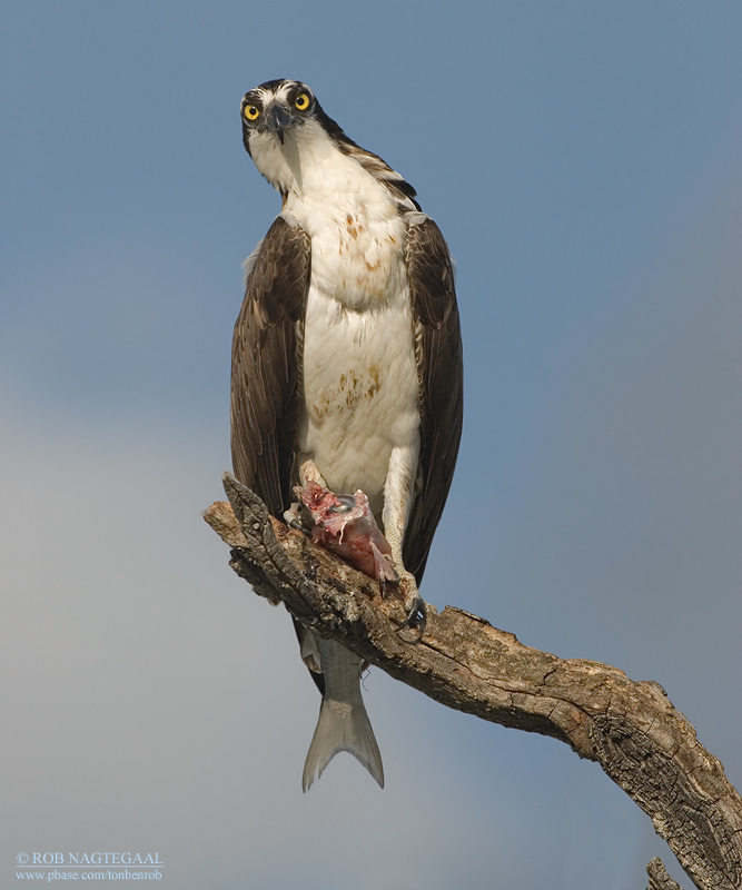 Visarend - Osprey - Pandion haliaetus