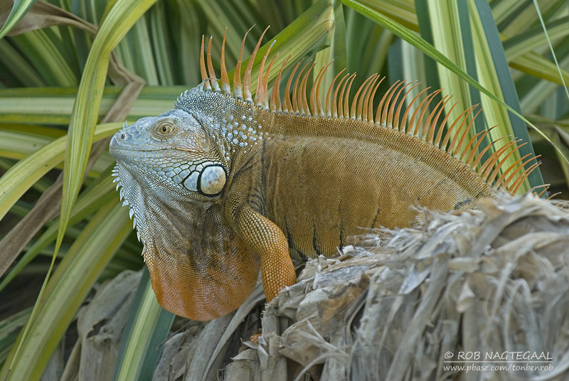 Groene Leguaan - Green Iguana - Iguana iguana