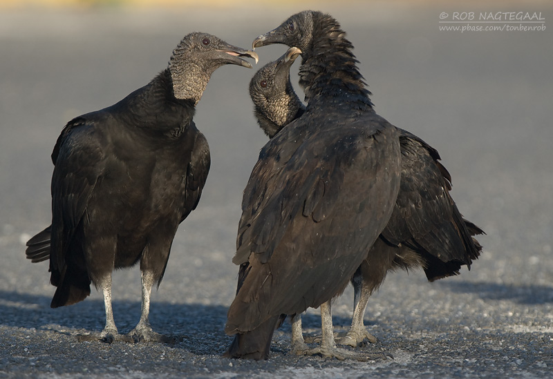 Zwarte Gier - Black Vulture - Coragyps atratus