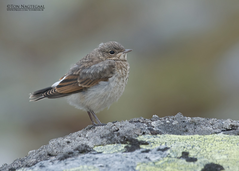 Tapuit - Wheatear - Oenanthe oenanthe