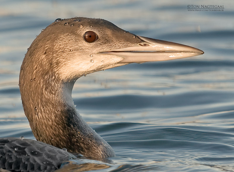 IJsduiker - Great Northern Loon - Gavia immer