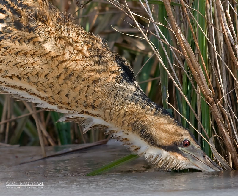 Roerdomp - Bittern - Botaurus stellaris