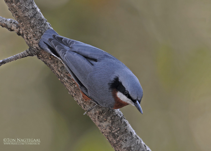 Kaneelbuikboomklever - Chestnut-bellied Nuthatch - Sitta cinnamoventris