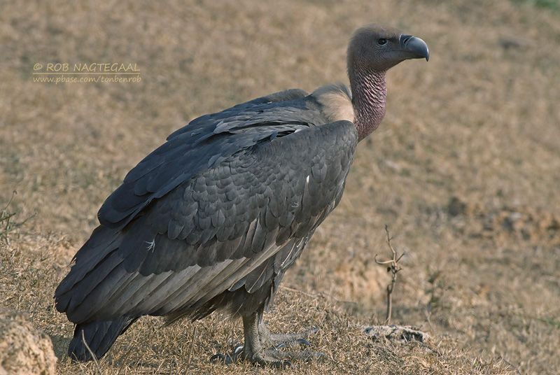 Bengaalse Gier - White-rumped vulture - Gyps bengalensis