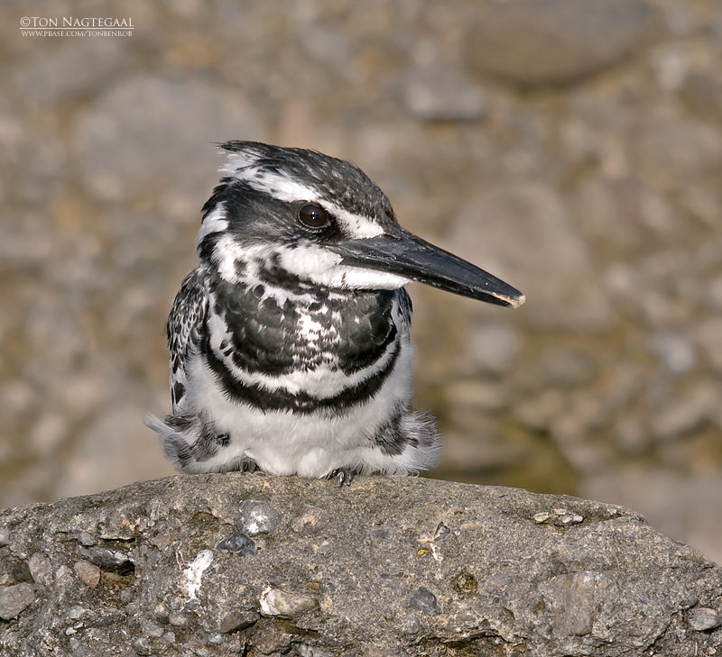 Bonte ijsvogel - Pied Kingfisher - Ceryle rudis