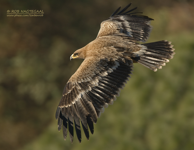 Steppearend - Steppe Eagle - Aquila nipalensis