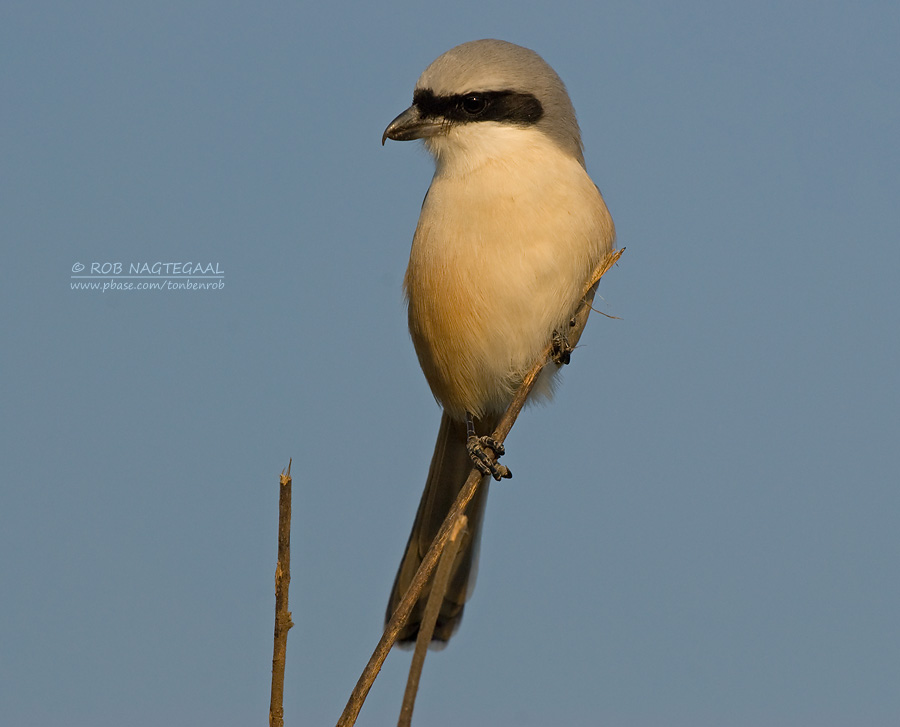 Langstaartklauwier - Long-tailed Shrike - Lanius schach