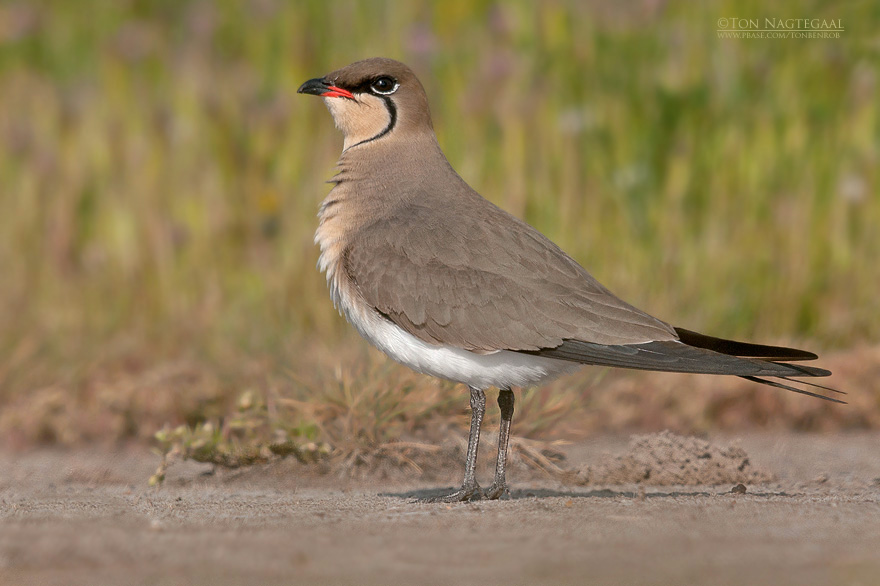 Vorkstaartplevier - Pratincole - Glareola pratincola