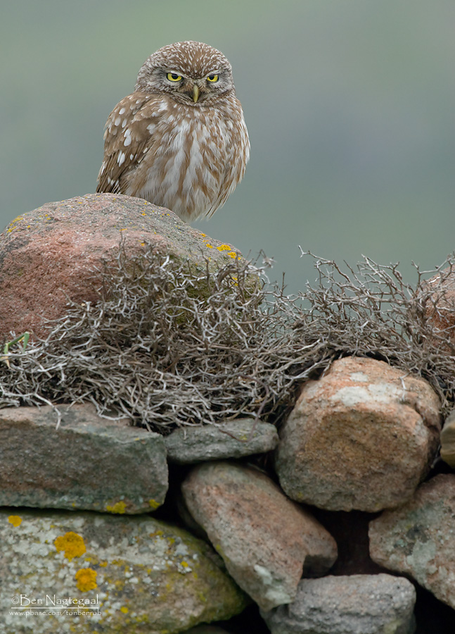 Steenuil - Little Owl - Athene noctua indigena