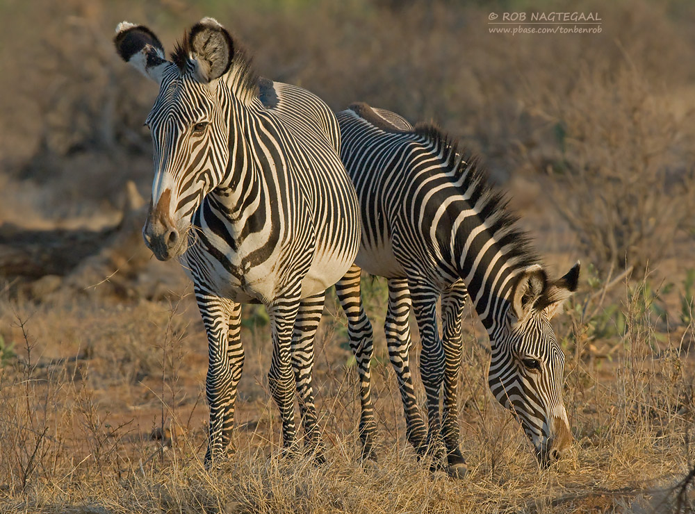 Grvys zebra - Grvys zebra - Equus grevyi