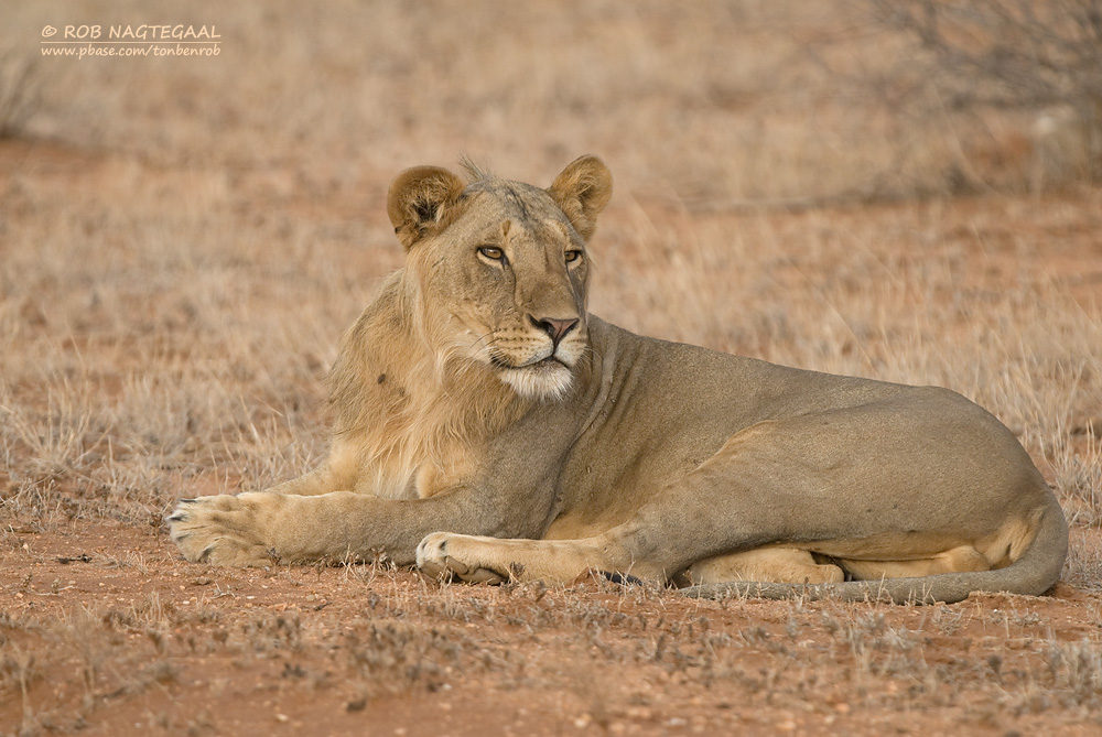 Oost-Afrikaanse Leeuw - Masai Lion - Panthera leo nubica
