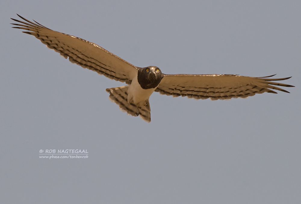 Zwartborst slangenarend - Black-breasted Snake-Eagle - Circaetus pectoralis