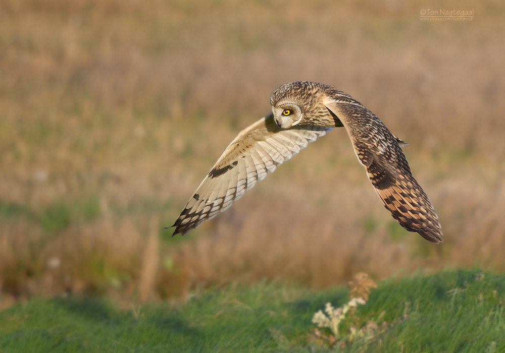 Velduil - Short-eared Owl - Asio flammeus