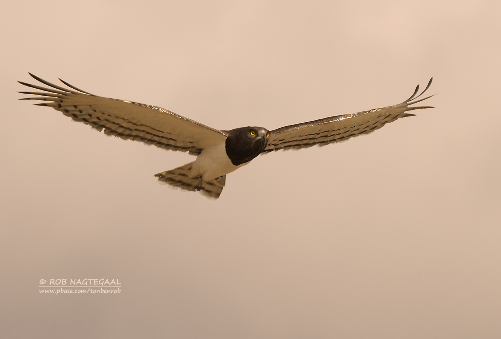 Zwartborst slangenarend - Black-breasted Snake-Eagle - Circaetus pectoralis