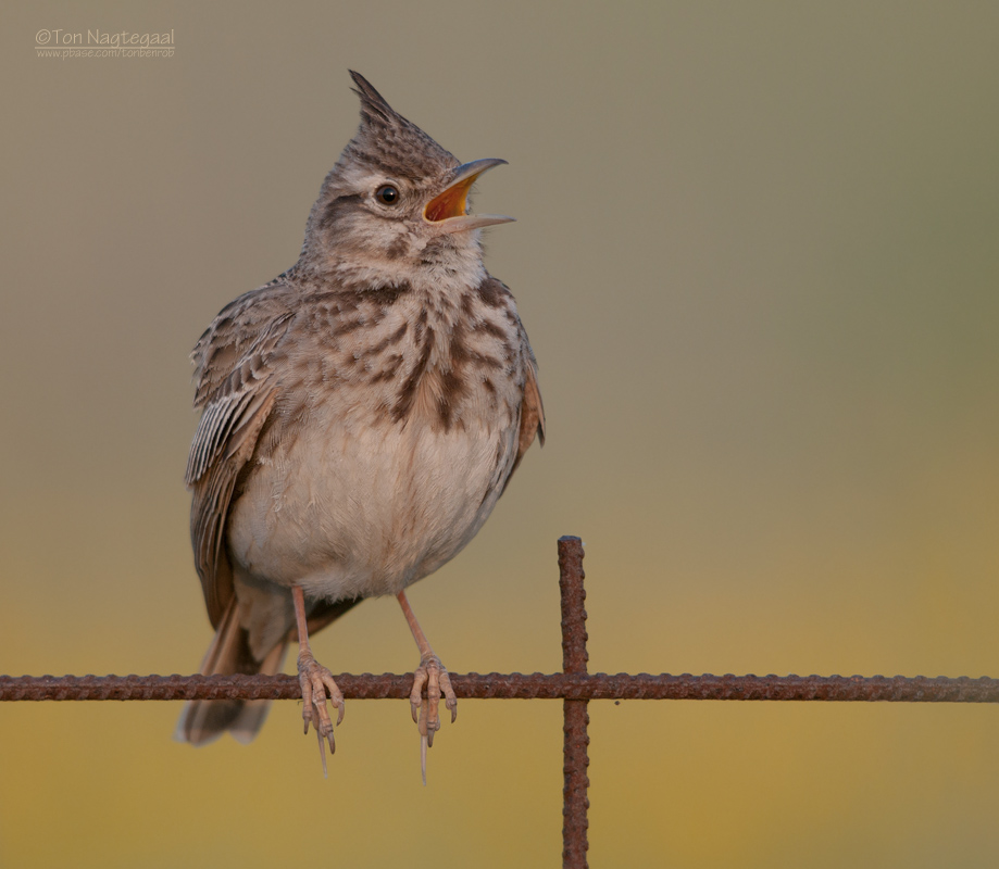 Kuifleeuwerik - Crested lark - Galerida cristata
