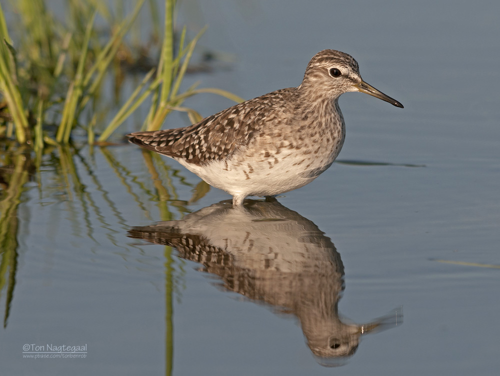 Bosruiter - Wood sandpiper - Tringa glareola