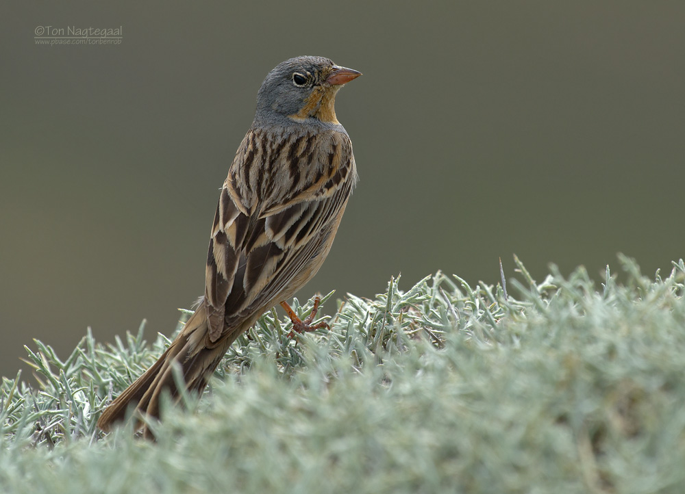 Bruinkeelortolaan - Cretzschmars Bunting - Emberiza caesia