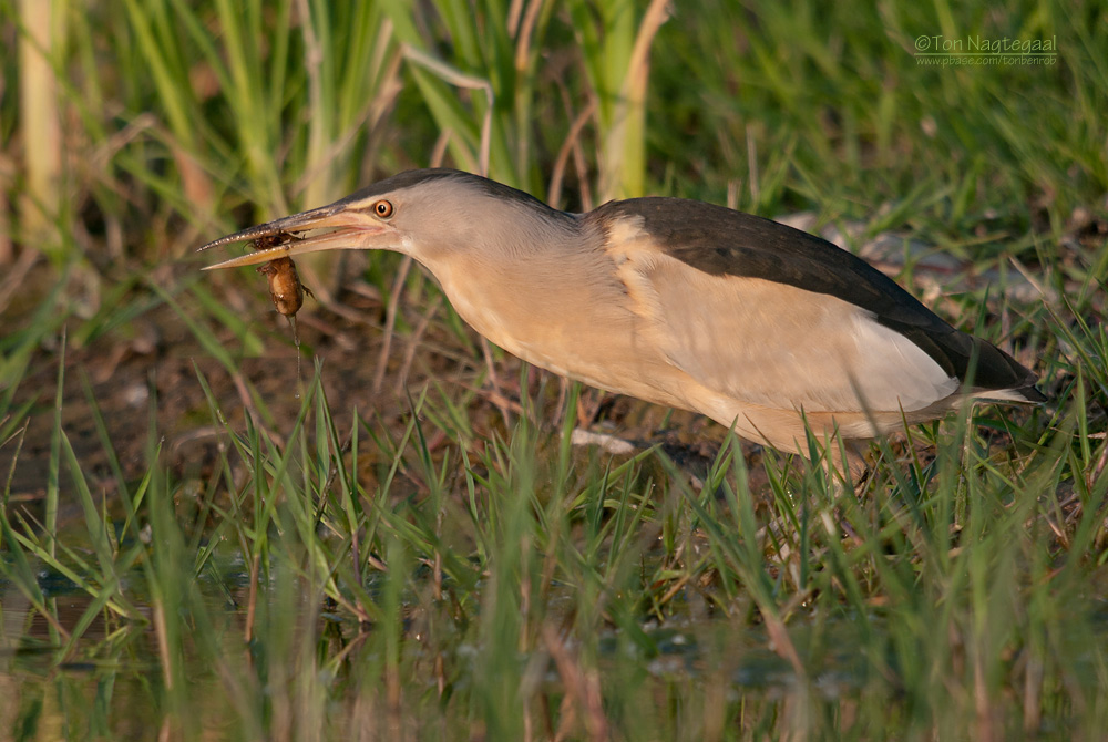 Woudaap - Little Bittern - Ixobrychus minutus