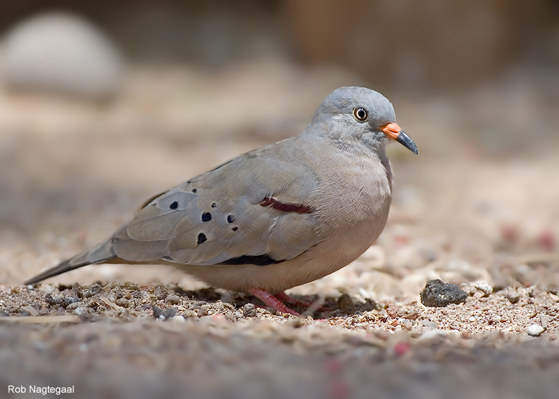 Peruaanse Steenduif - Croaking Ground-Dove - Columbina cruziana