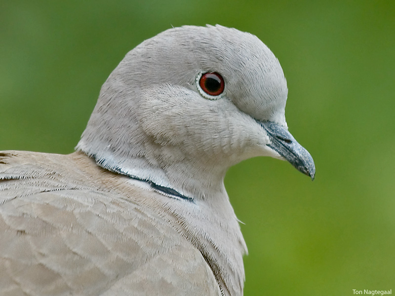 Turksetortel - Collared dove - Streptopelia decaocto