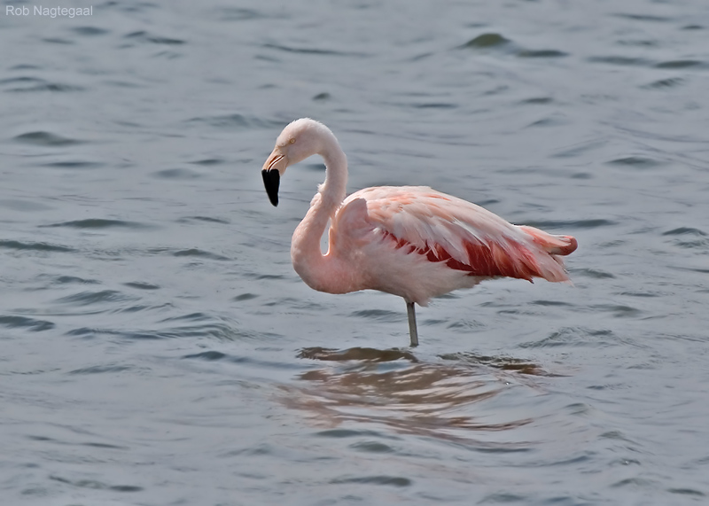 Chileense Flamingo - Chilean Flamingo - Phoenicopterus chilensis