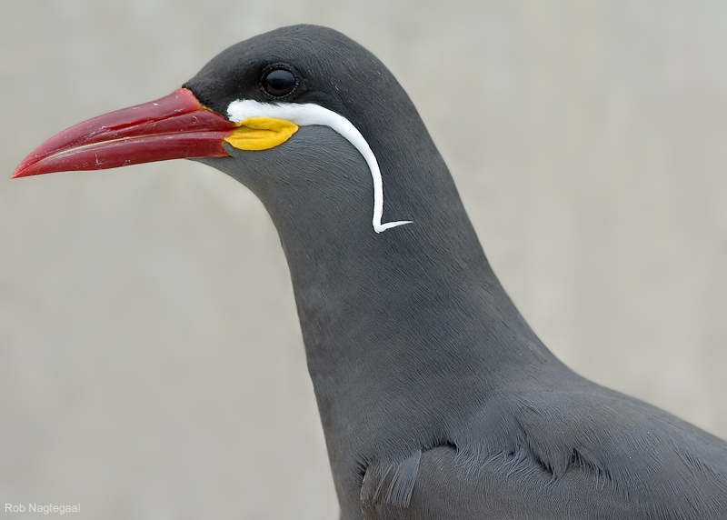 Inkastern - Inca Tern - Larosterna inca