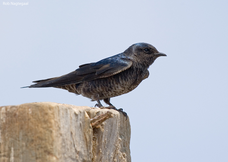 Patagonische purperzwaluw - Southern Martin - Progne elegans