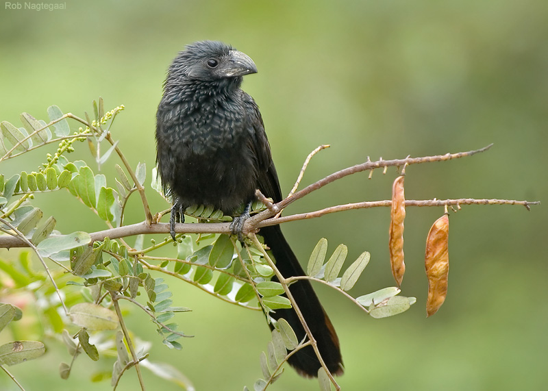 Groefsnavelani - Groove-billed Ani - Crotophaga sulcirostris