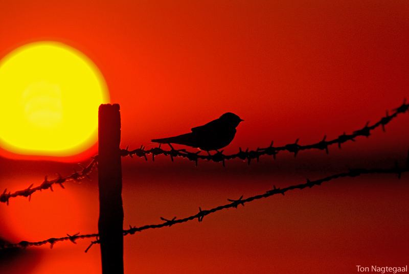 Boerenzwaluw - Barn swallow - Hirundo rustica