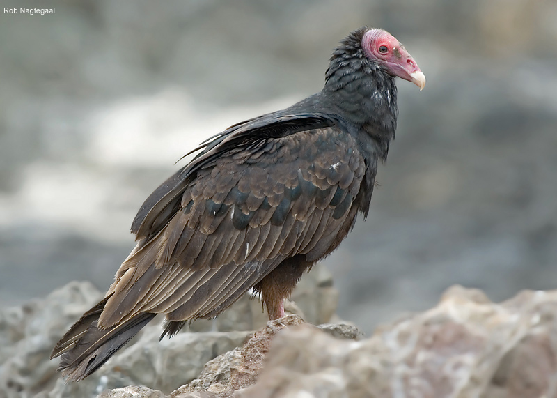 Kalkoengier - Turkey Vulture - Cathartes aura