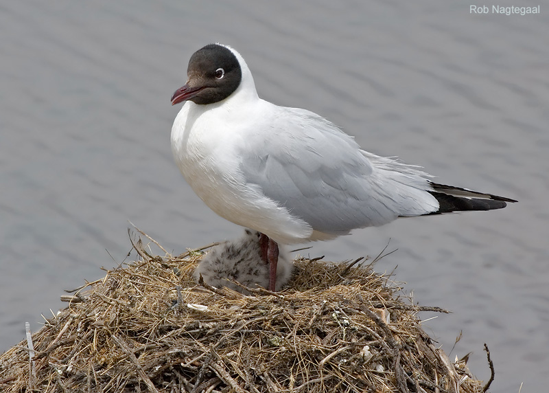 Andesmeeuw - Andean Gull - Larus serranus
