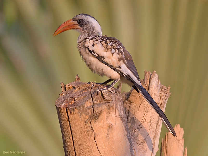 Westelijke roodsnaveltok - Western Red-billed Hornbill - Tockus Kempi 