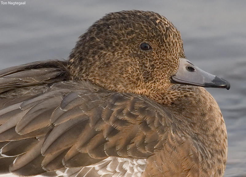 Smient - Eurasian wigeon - Anas penelope