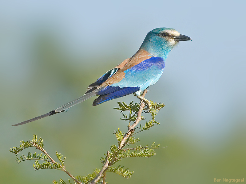 Sahel scharrelaar - Abyssinian Roller - Coracias abyssinica