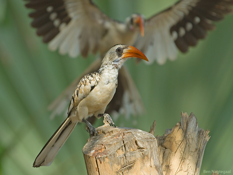 Westelijke roodsnaveltok - Western Red-billed Hornbill - Tockus Kempi 