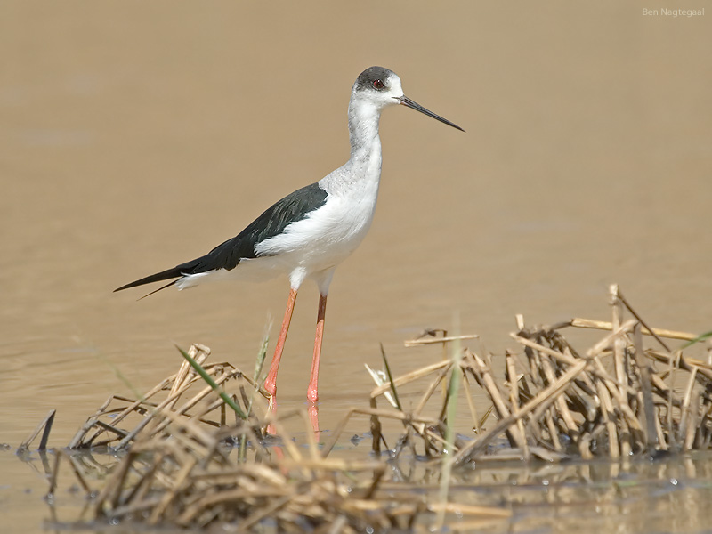 Steltkluut - Blackwinged stilt - Himantopus Homantopus