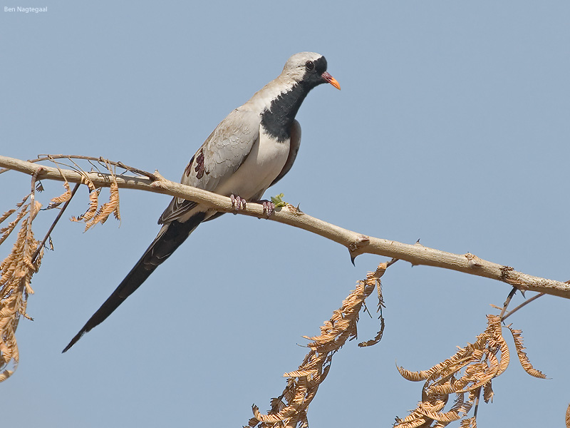 Maskerduif - Namaqua dove - Oena capensis