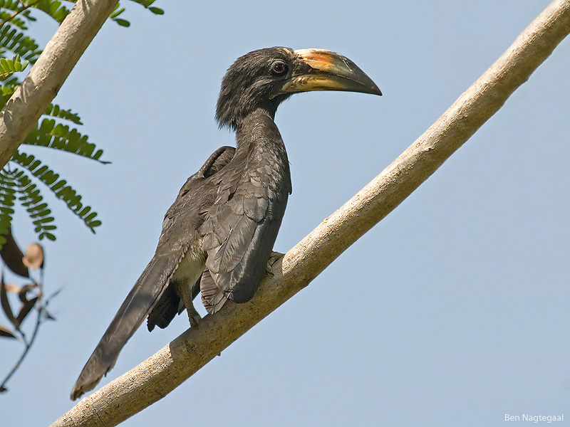 Bonte tok - African pied hornbill - Lophoceros fasiatus