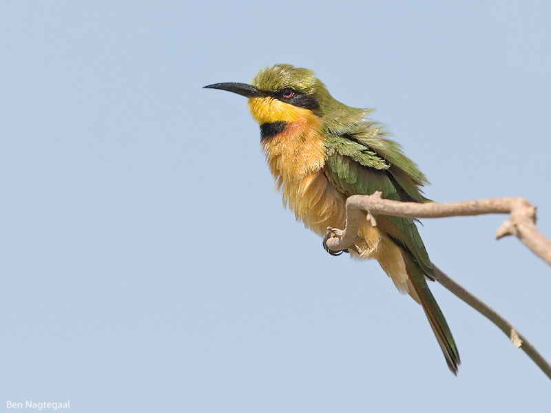 Dwerg bijeneter - Little bee-eater - Merops pusillus